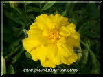 Marigold Safari Yellow